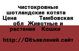 чистокровные шотландские котята › Цена ­ 2 000 - Тамбовская обл. Животные и растения » Кошки   